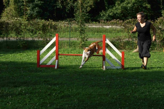 agility 2011-08